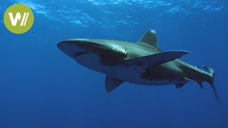 Diving with sharks | Wildlife documentary between land and sea  (1/2)