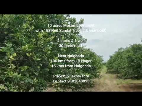 10#acres #Mosambi #Orchard with #RedSandal Trees near#Nalgonda