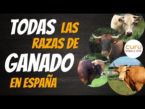 Conoces a todas las Razas de Ganado en España? Aqui te las cuento sin misterio.