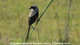 Download lagu Burung Cekakak Ekor Panjang @ Chiu SC DSCN1269 mp3