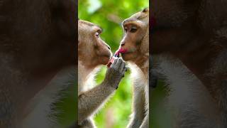 Download lagu Monkey makeup 🐵💄#viralvideo #funny #shorts #makeup mp3 Download lagu Monkey makeup 🐵💄#viralvideo #funny #shorts #makeup mp3