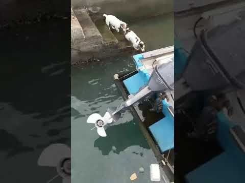 Funny Dogs jumps into water for ball | Most Funny Dog Videos...