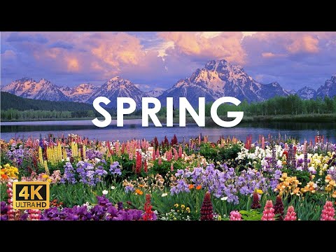 Amazing Colors of Spring 4K | Nature Relaxation Film | Relaxing Piano Music