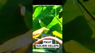 Download lagu pikat Kolibri kelapa #pikatkolibrikelapa #pikatkorlap #korlap #kolibrikelapa #pikatburcil mp3 Download lagu pikat Kolibri kelapa #pikatkolibrikelapa #pikatkorlap #korlap #kolibrikelapa #pikatburcil mp3