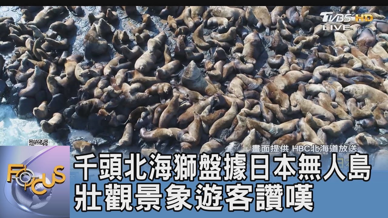 千頭北海獅盤據 日本無人島壯觀景象遊客讚嘆  