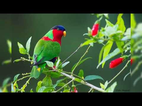 Kula Domoni kei Rewasau