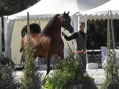 Rasheem Albidayer, arabian horse stallion by Fa el Rasheem