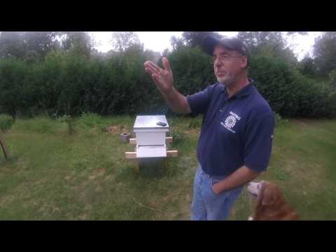 Adventures in Beekeeping Ep 20: Feeling lost as a Beekeeper