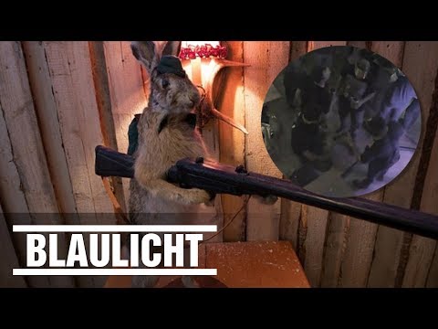 Hase geklaut - Fahndung der Polizei läuft