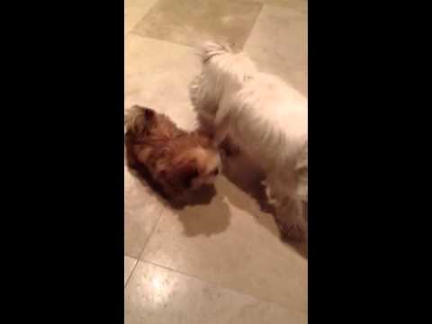 Stripes Mirkia and Izzy Stone playing