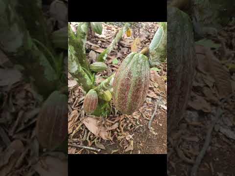 Tour del Cacao de la Granja Nortico en Turrialba de Cartago, Una experiencia maravillosa ⭐✨