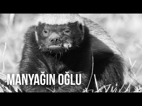 Bal Porsuğu  | Belgesel