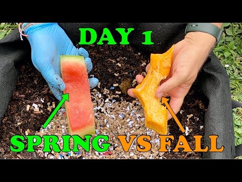 Worm Bin Experiment Watermelon vs Pumpkin Day 1 🪱 Red Wigglers Vermicomposting Food Scraps Worm Farm