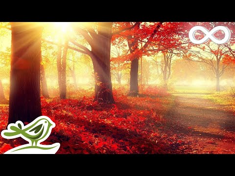 Beautiful Romantic Music: Relaxing Music, Piano Music, Violin Music, Guitar Music, Sleep Music ★101