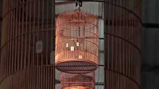 Download lagu Kicau Burung Murai Batu 'GAJAH MADA' Sujud Ngeplay Ekor Seperti Burung Cimblek mp3