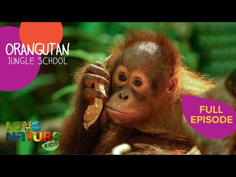A Whole New World | Orangutan Jungle School 105