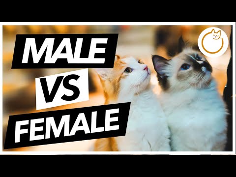 Are Male and Female Cats The Same - Main Differences
