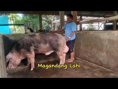 , title : 'Pietrain Breed The Big Pig / Malaking Lahi ng Baboy'