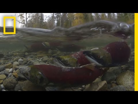 National Geographic Salmon Run