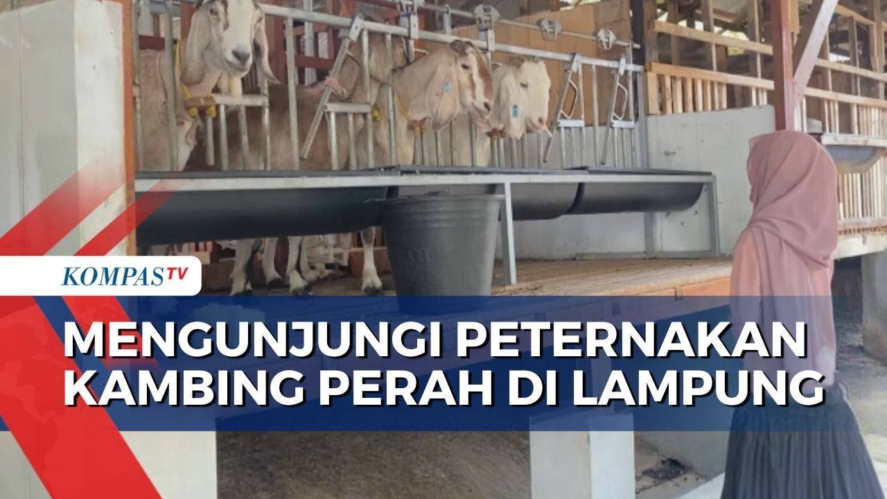 Keseruan Mengunjungi Peternakan Kambing Perah di Kota Metro Lampung
