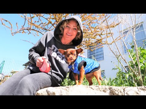 Nicole geht mit ihrem Chihuahua Gassi - Hunde Video für Kinder