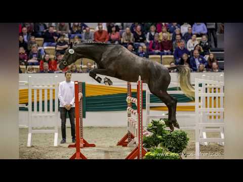 Trakehner Hengstmarkt Kat.Nr. 24 "Infinity" *2017