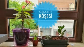 Sukulent Köşesi
