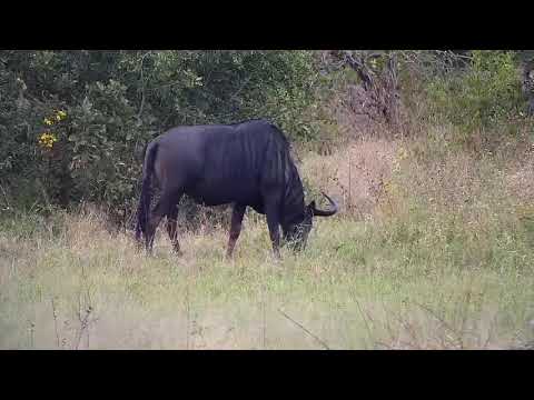 Djuma: Impalas, Wildebeest bull and Waterbucks - 07:36 - 05/01/21