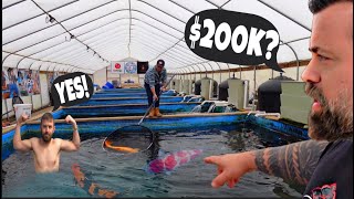 $200.000 CHAMPION KOI!!! VISITING THE LARGEST KOI FISH FARM IN USA