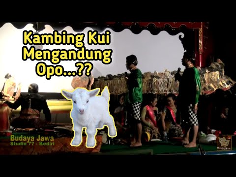 PEYE FULL LUCU - KAMBING KUI MENGANDUNG OPO??