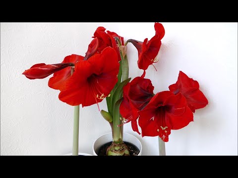 Amaryllis Bulbs In Full Bloom (2021 With Time Lapse)