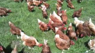 preview picture of video 'Vital Farms-Hens on Winter Pasture'