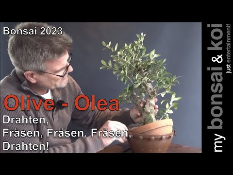 Bonsai 2023-6 - Olive - Olea - Drahten, Fräsen, Fräsen, Fräsen, Drahten