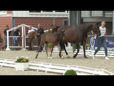 Burgdorf, Conthalou-Abke-Zeus