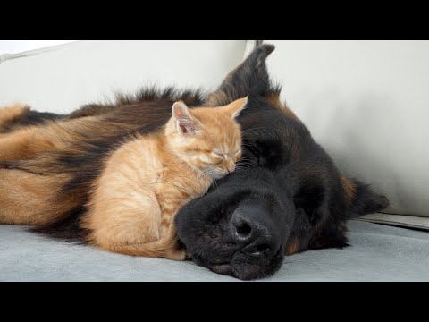 Rescued Kitten Refuses To Sleep Unless He’s Beside His German Shepherd