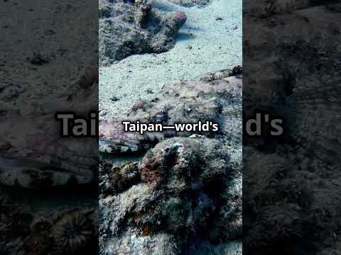 5 DEADLY ANIMALS IN AUSTRALIA