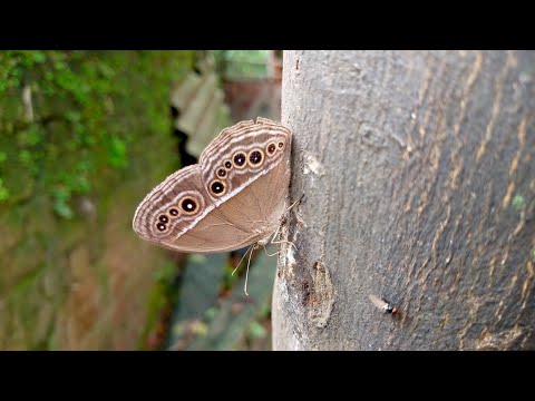 Dark Brand Bush Brown | Mycalesis Mineus