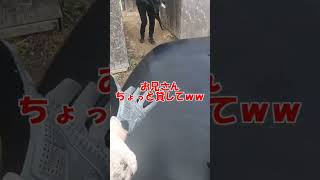 #shorts　人の銃はよく当たる　#エアガン　#サバゲ 　#FPS 　#ガバメント #airsoft #サバゲー #サバゲー