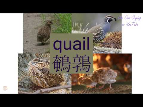 "QUAIL" in Cantonese (鵪鶉) - Flashcard