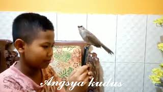 Download lagu Begini Trucuk hebat milik angsya Kudus seharga 45 juta mp3 Download lagu Begini Trucuk hebat milik angsya Kudus seharga 45 juta mp3