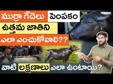 Murrah Buffalo Farming 2025 in Telugu - How to Choose the Best Murrah Buffalo Breed? | Part - 1