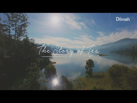 The Story of Tea - Dilmah Tea