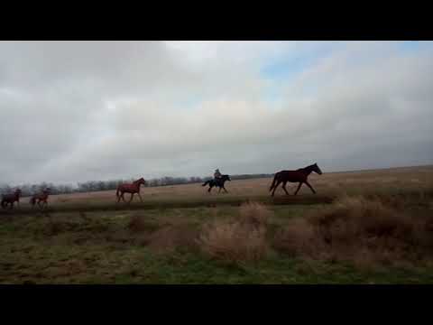 Smartly galloping herd