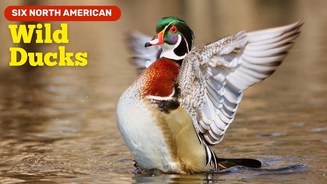 Six Wild Ducks of North America