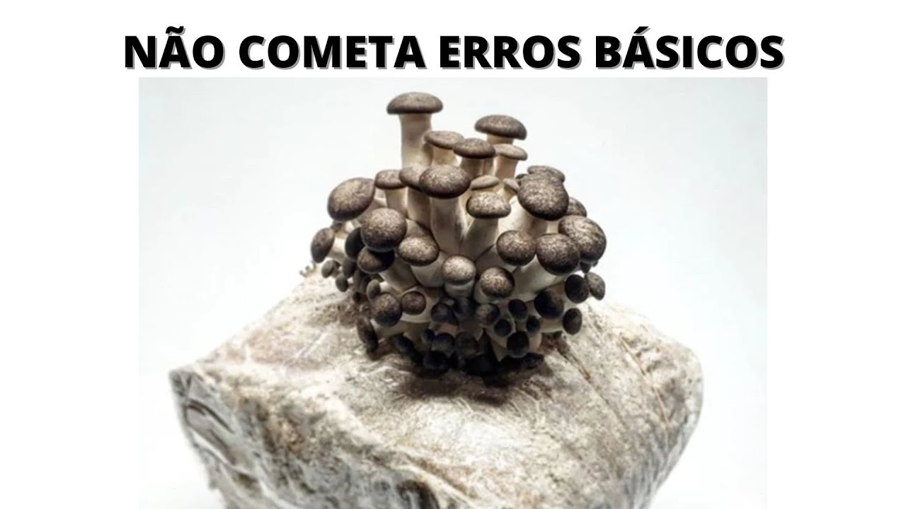 Como INOCULAR blocos de SERRAGEM SUPLEMENTADA com SEMENTE DE COGUMELO em FLUXO LAMINAR.