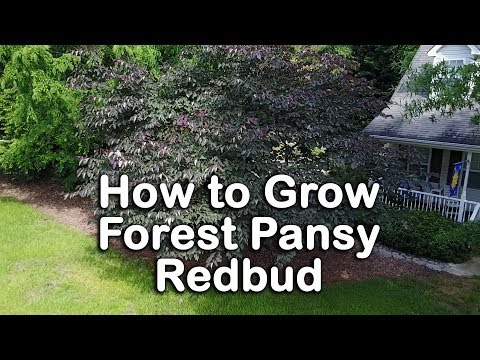 download lagu mp3 mp4 Forest Pansy Redbud For Sale Near Me, download lagu Forest Pansy Redbud For Sale Near Me gratis, unduh video klip Forest Pansy Redbud For Sale Near Me