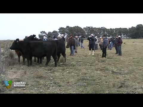 Visita de ganaderos Brasileros a Cabaña Tres Marías - Sr. Francisco Gutierrez