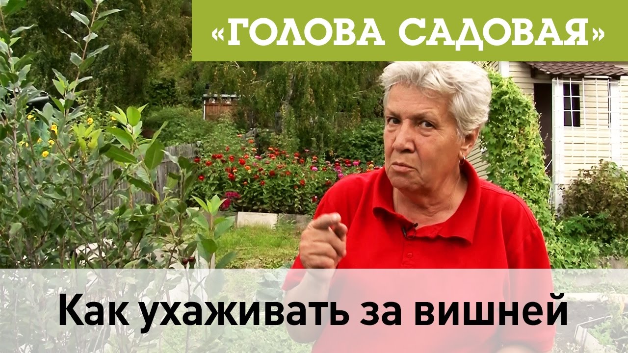 дача голова садовая. голова садовая. голова садовая 2021. голова садовая с тетей таней видео. голова садовая 2023.
