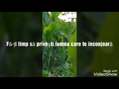 download lagu mp3 mp4 Stropi De Timp, download mp3 Stropi De Timp free downloadn, video klip Stropi De Timp