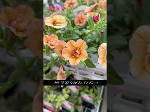 どの花が太陽に最も強いか